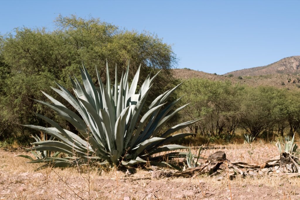 Una planta de agave silvestre.