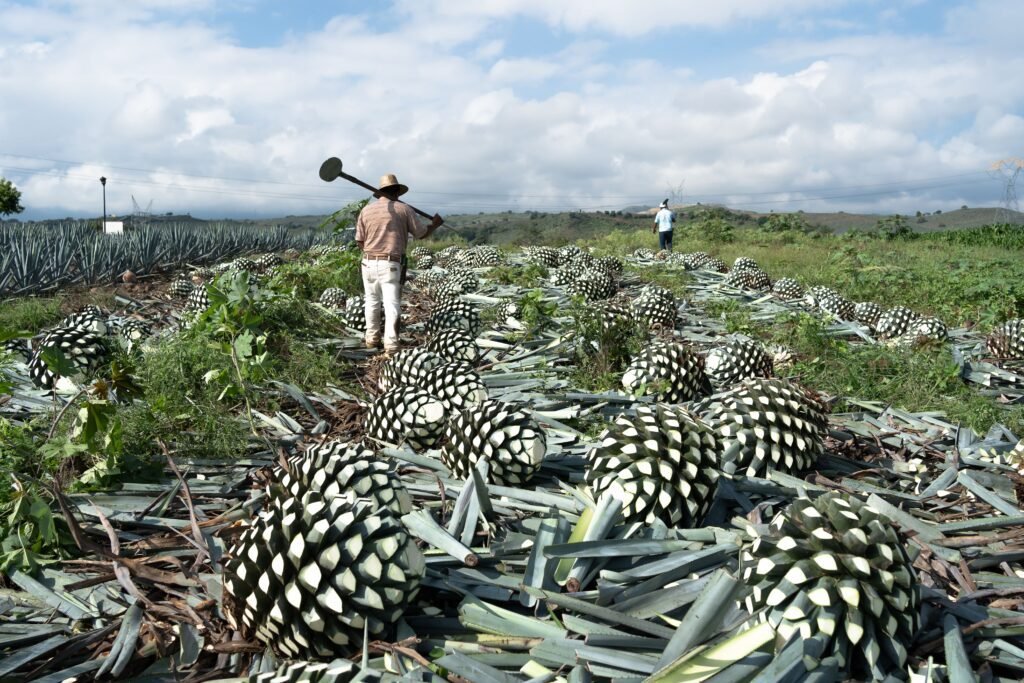 Agave de cultivo.